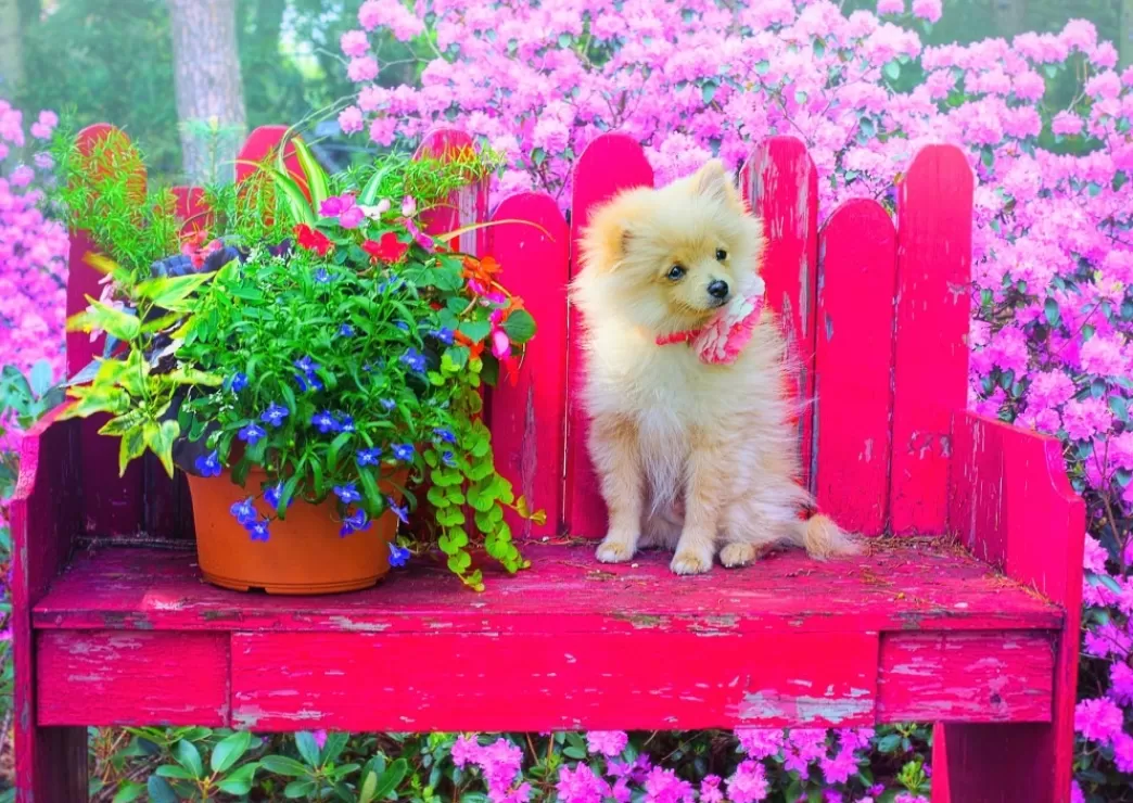 Bluebird Hondenpuzzels>: Puppy In The Colorful Garden (500) Hondenpuzzel